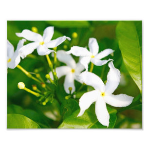 Impression Photo Joli Pinwheel Jasmine