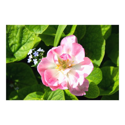 Impression Photo Joli tulipe rose (Devant)