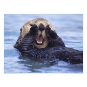 Impression Photo Jolie loutre de mer Alaska, États-Unis