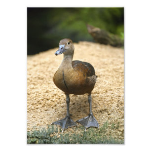 Impression Photo Jolie petite canard siffleur Art de pépinière d'oi