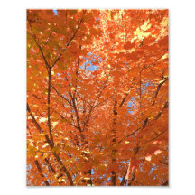 Jolies feuilles d'automne orange