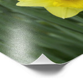 Impression Photo Jonquilles RF) (Coin)