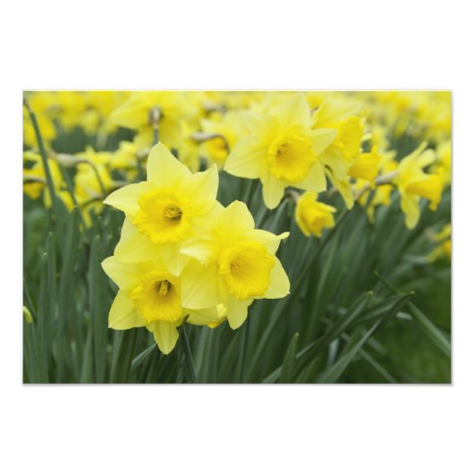 Impression Photo Jonquilles RF) (Devant)