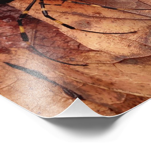 Impression Photo Joro Spider (Coin)