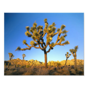 Impression Photo Joshua Tree National Park, Californie. USA.