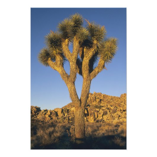 Impression Photo Joshua Tree, Yucca brevifolia) et granit (Devant)