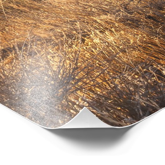 Impression Photo Joshua Trees (Coin)