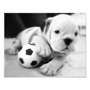 Impression Photo Jouons au football ! Chippon anglais Bulldog