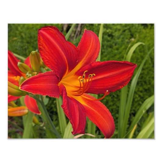 Impression Photo Jour de lis orange vif Fleur (Devant)