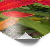 Impression Photo Jour de lis orange vif Fleur (Coin)
