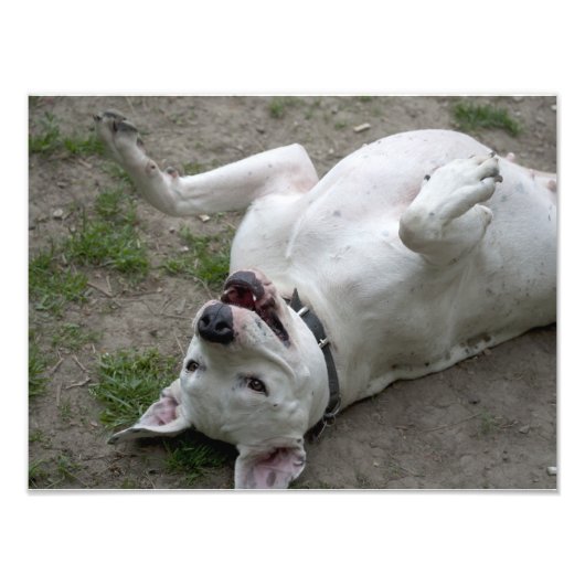 Impression Photo Joyeuse Dogo Argentino (Devant)
