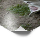 Impression Photo Joyeuse Dogo Argentino (Coin)