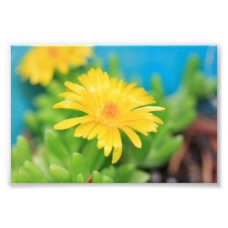 Impression Photo Joyeuse Fleur Succulente Jaune