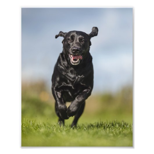 Impression Photo Joyeux Black Labrador Retriever Running (Devant)