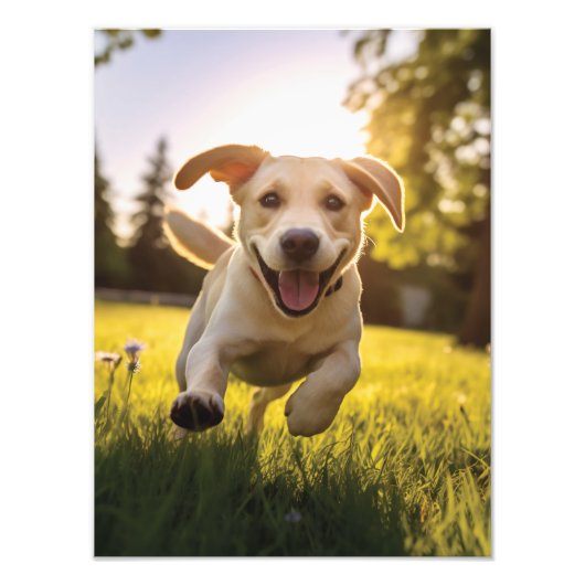 Impression Photo Joyeux Labrador Puppy Running (Devant)