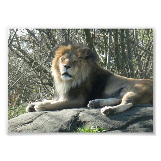 Impression Photo Joyeux lion (Devant)