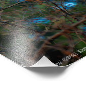 Impression Photo Junco (Coin)