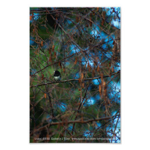 Impression Photo Junco