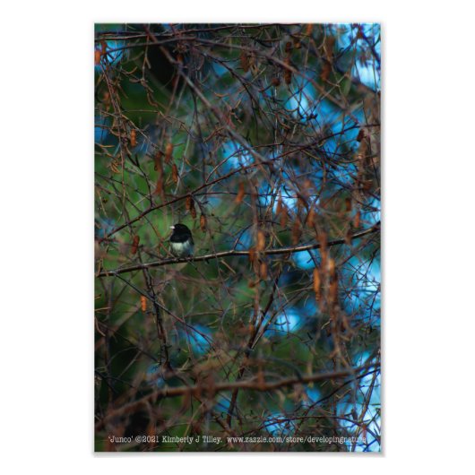 Impression Photo Junco (Devant)
