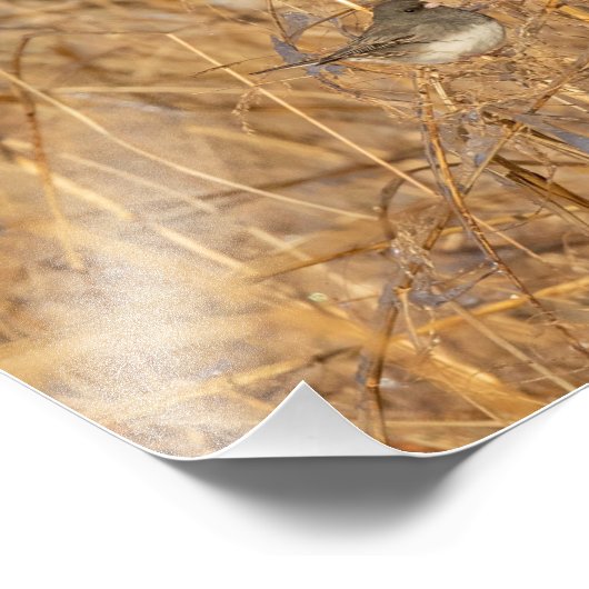 Impression Photo Junco Sur L'Herbe Icy (Coin)