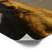 Impression photo Kangaroo (Coin)