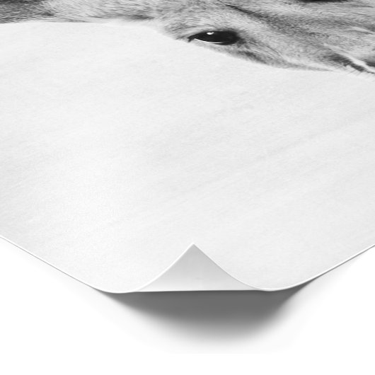 Impression Photo Kangaroo (Coin)