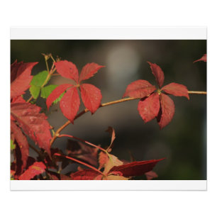 Impression Photo Kansas Pays Vigne rouge