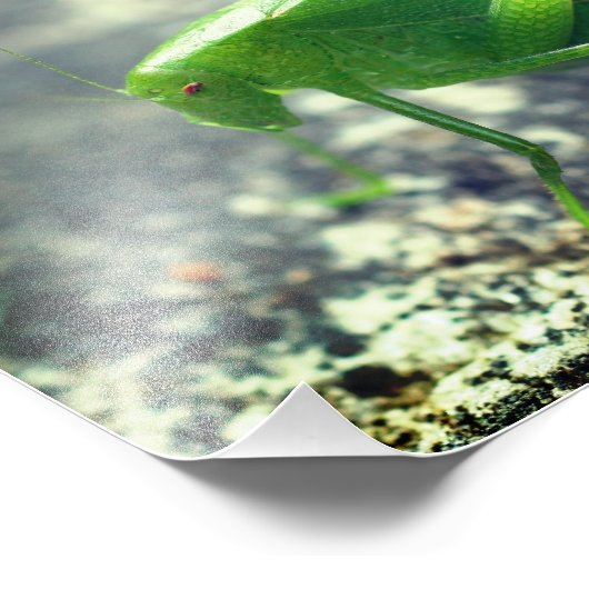 Impression Photo Katydid Grasshopper Insect Fermer 8x10 (Coin)