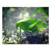 Impression Photo Katydid Grasshopper Insect Fermer 8x10 (Devant)