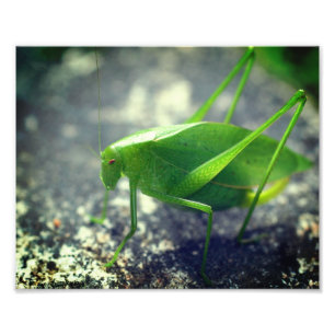 Impression Photo Katydid Grasshopper Insect Fermer 8x10