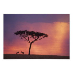 Impression Photo Kenya: Parc national de Masai Mara, Coucher de sol