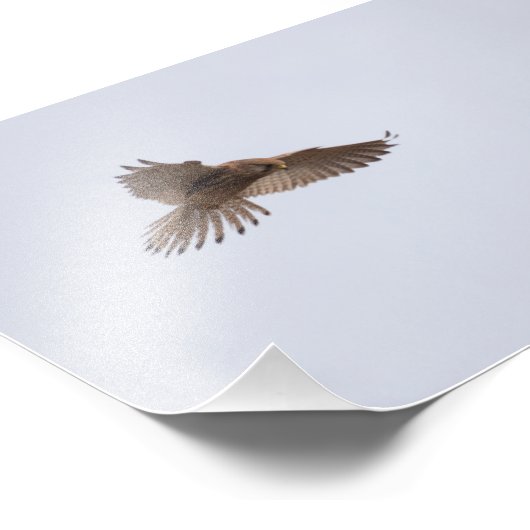 Impression Photo Kestrel (Coin)