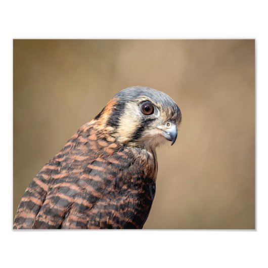 Impression Photo Kestrel américain 14x11 (Devant)