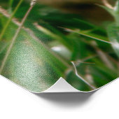 Impression Photo Kid Goat (Coin)