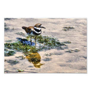 Impression Photo Kildeer reflété dans l'eau