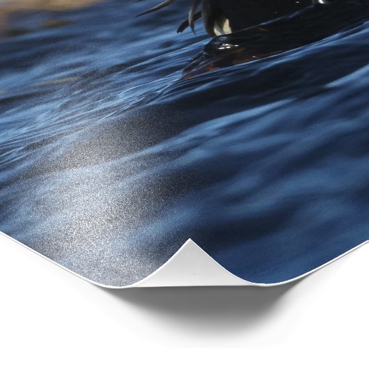 Impression Photo King Eider Bird (Coin)