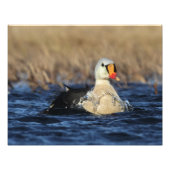 Impression Photo King Eider Bird (Devant)