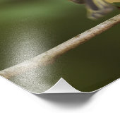 Impression Photo Kinglet couronné de rubis masculin, Regulus calend (Coin)