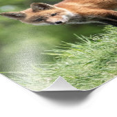 Impression Photo Kit de Fox rouge (Coin)