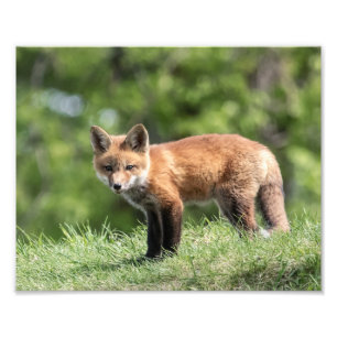 Impression Photo Kit de Fox rouge