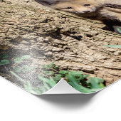 Impression Photo Kit Fox 10x8 dans la vallée de l'Hudson (Coin)