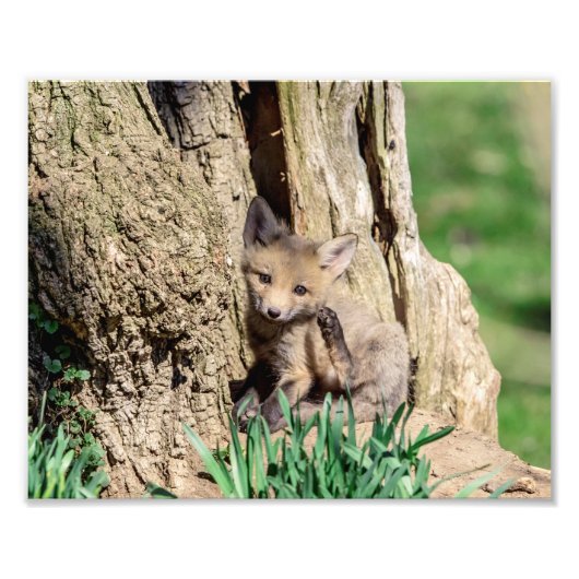 Impression Photo Kit Fox 10x8 dans la vallée de l'Hudson (Devant)