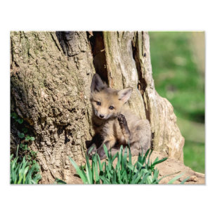 Impression Photo Kit Fox 14x11 dans la vallée de l'Hudson
