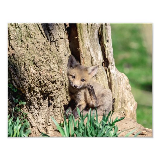 Impression Photo Kit Fox 14x11 dans la vallée de l'Hudson (Devant)