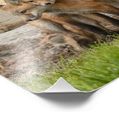 Impression Photo Kits d'amour Fox (Coin)