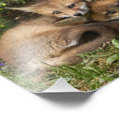 Impression Photo Kits de Fox (Coin)