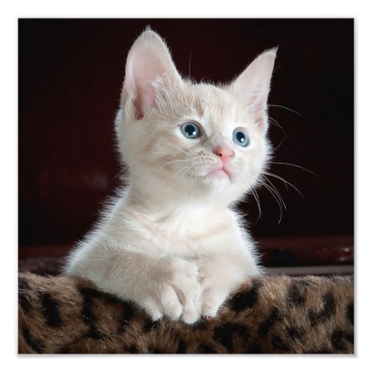 Impression Photo Kitten blanc adorable avec yeux bleus et nez rose (Devant)