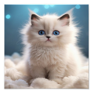 Impression Photo Kitten Nursery & Children's Room Prints