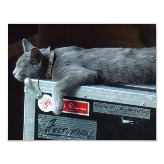Impression Photo Kitten sur un Coque routier (Devant)