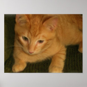 Impression photo Kitty